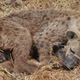 Illustration for article titled Out of Africa. Hyenas.